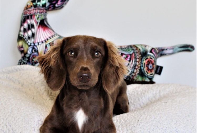 Lotzalove Dachshunds