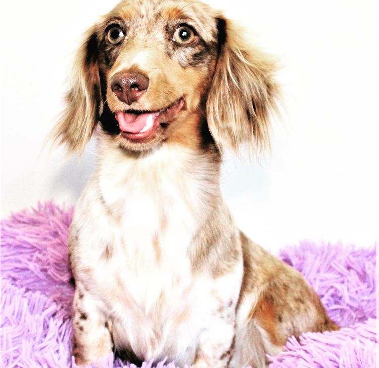 Lotzalove Dachshunds