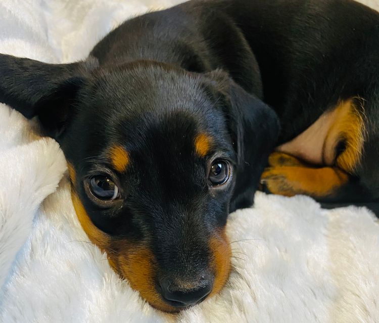 Lotzalove Dachshunds