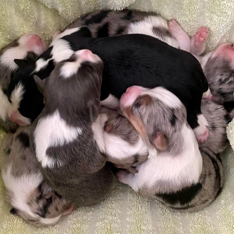 Rockypoint Border Collies
