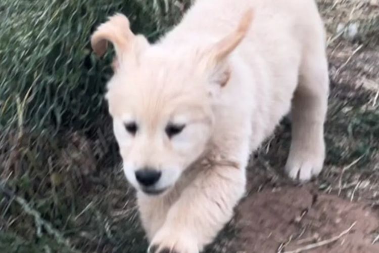 Degel Golden Retrievers