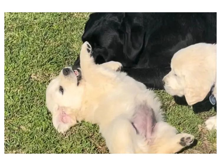 Degel Golden Retrievers