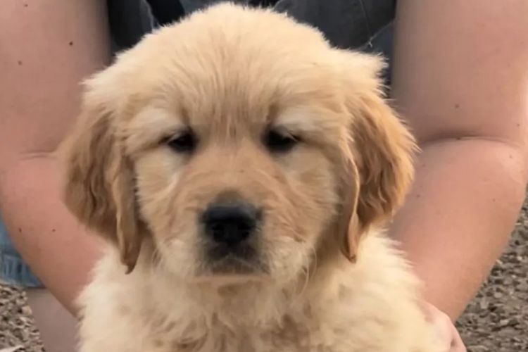 Degel Golden Retrievers