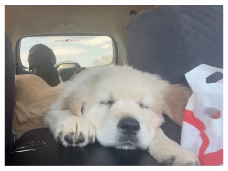Degel Golden Retrievers