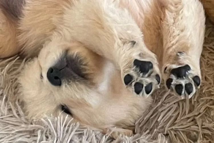 Degel Golden Retrievers