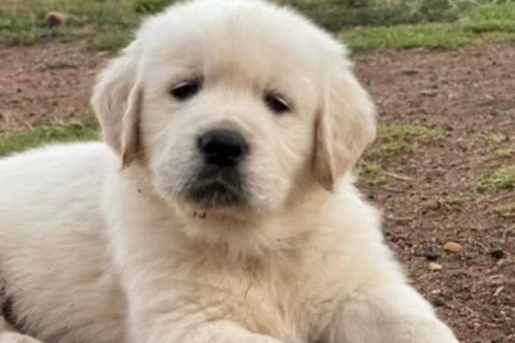 Degel Golden Retrievers