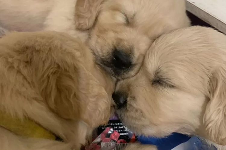 Degel Golden Retrievers