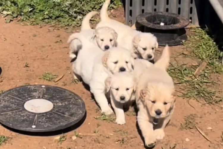 Degel Golden Retrievers