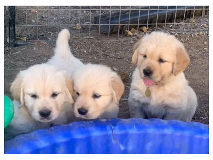 Degel Golden Retrievers