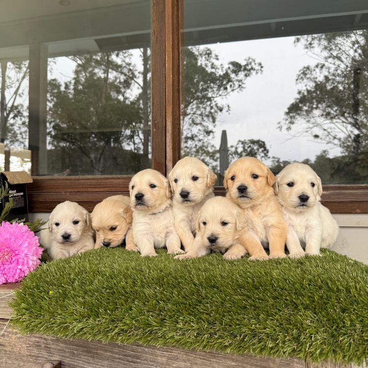 RiverGum Retrievers