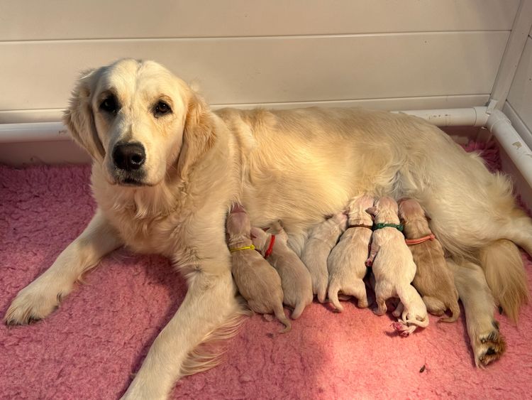RiverGum Retrievers