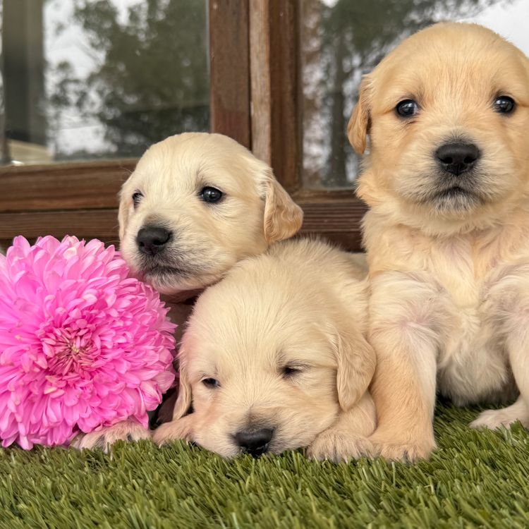 RiverGum Retrievers