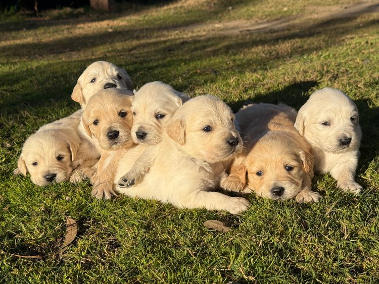 RiverGum Retrievers