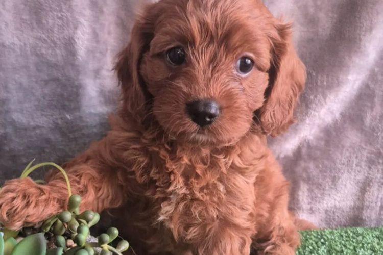 Precious Little Puppies - Cavoodles