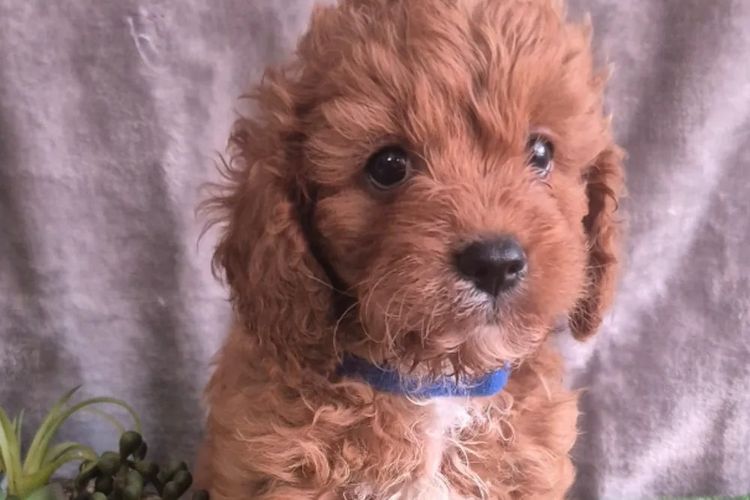Precious Little Puppies - Cavoodles