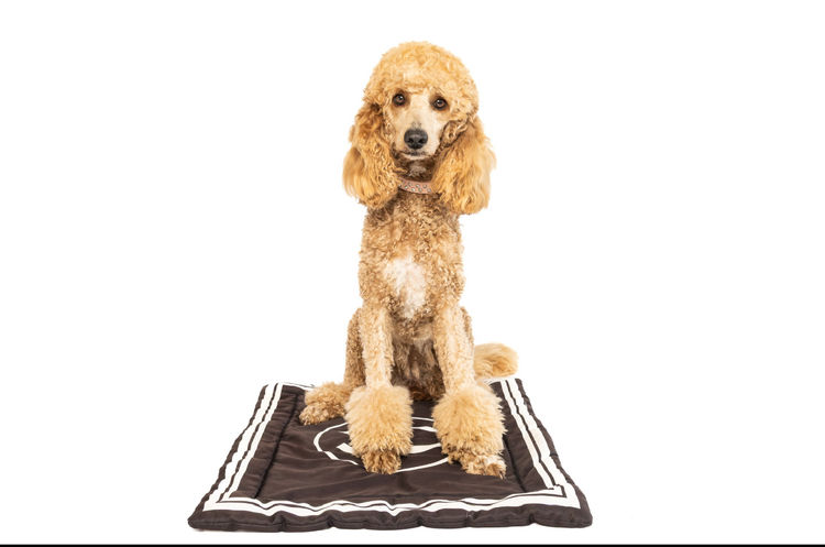 GC Mini Poodles TM Moyen Poodles