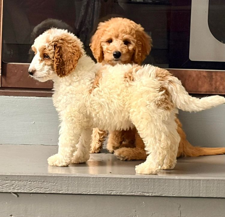 GC Mini Poodles TM Moyen Poodles