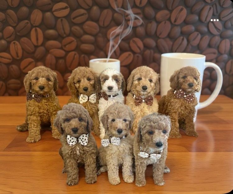 GC Mini Poodles TM Moyen Poodles