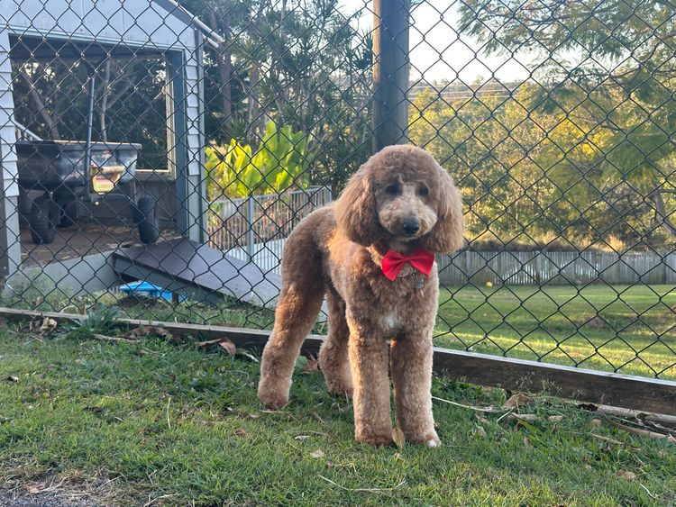GC Mini Poodles TM Moyen Poodles