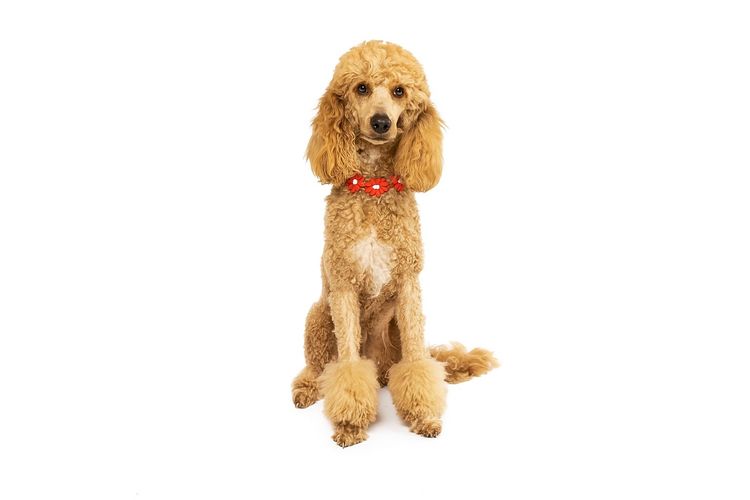 GC Mini Poodles TM Moyen Poodles