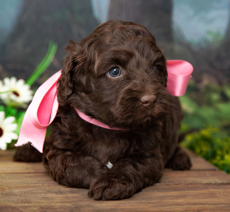 Wisteria Labradoodles Qld