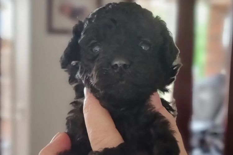 JOUETCHIEN Toy Poodles