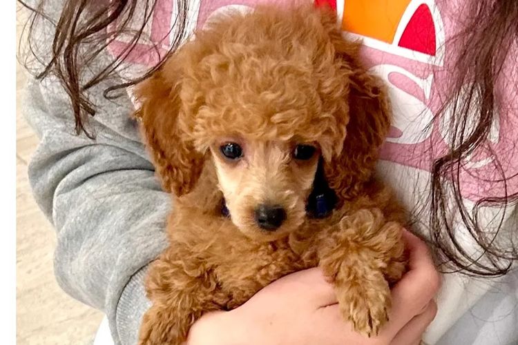 JOUETCHIEN Toy Poodles