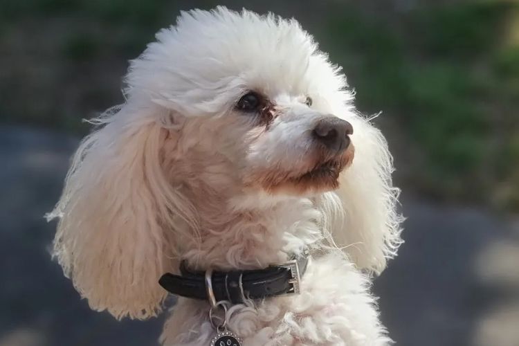 JOUETCHIEN Toy Poodles