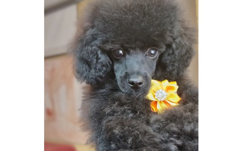 JOUETCHIEN Toy Poodles