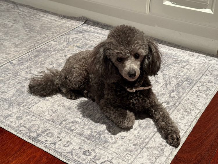 JOUETCHIEN Toy Poodles