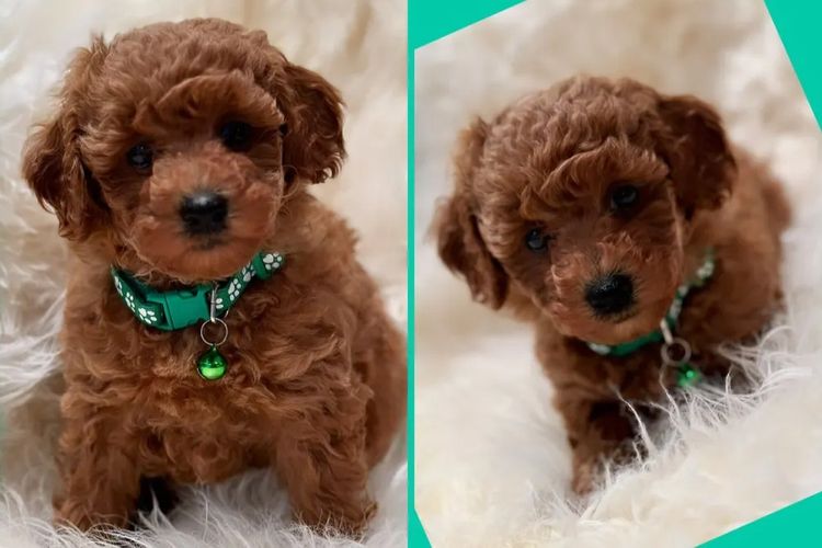JOUETCHIEN Toy Poodles