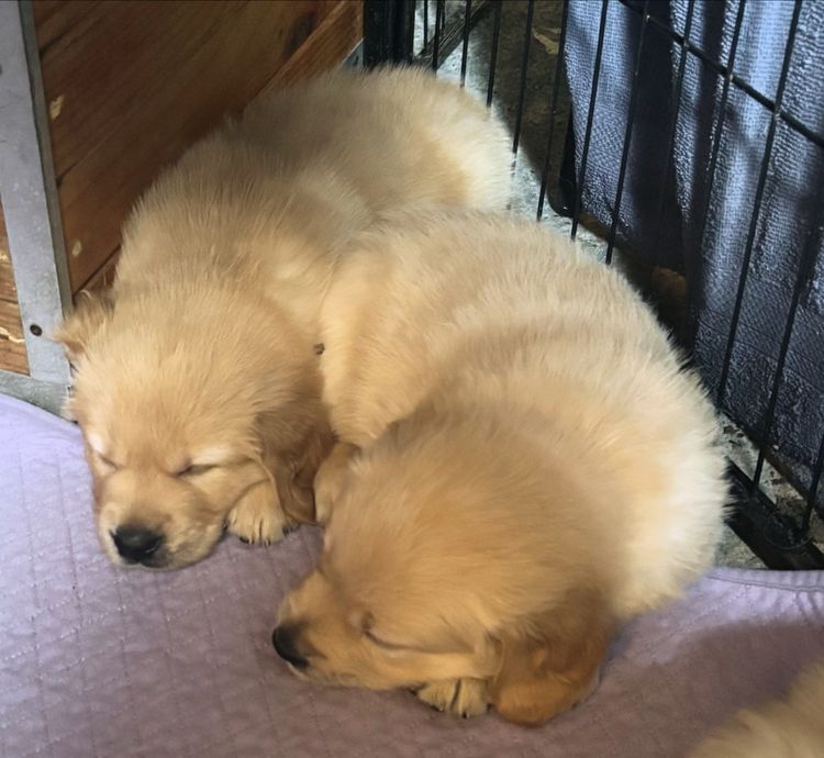 Shalimark Golden Retrievers