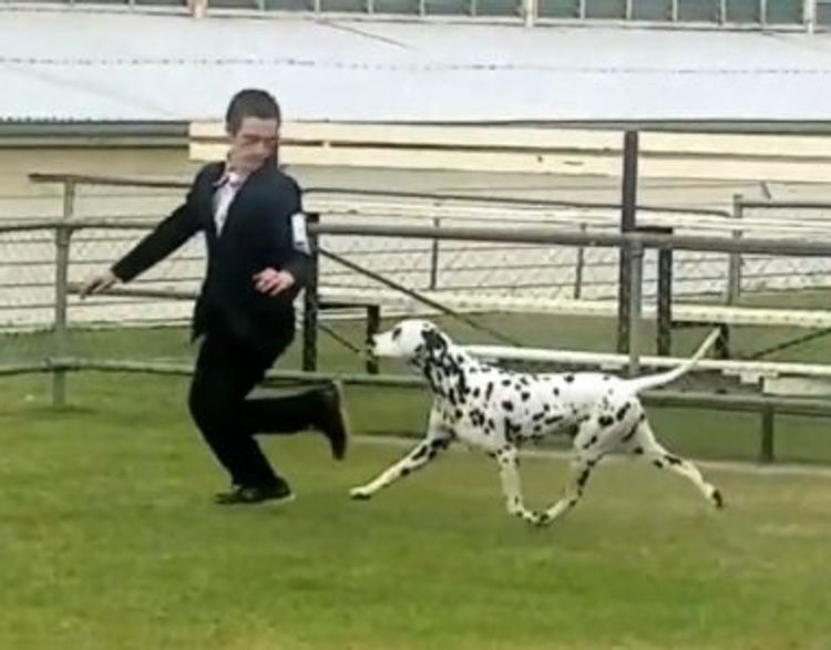 DREWMONT Dalmatians