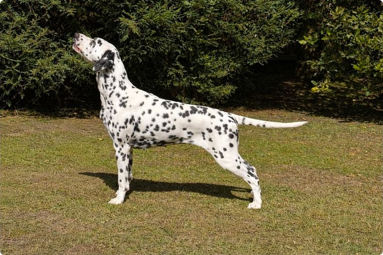 DREWMONT Dalmatians
