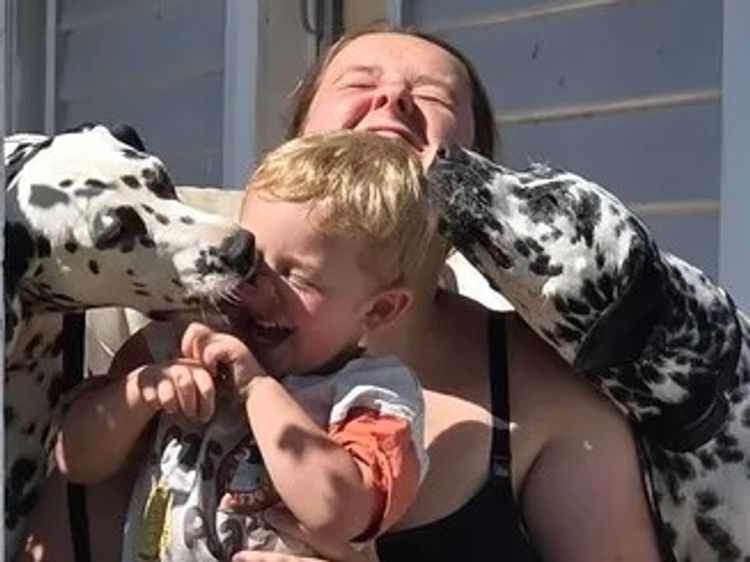 DREWMONT Dalmatians