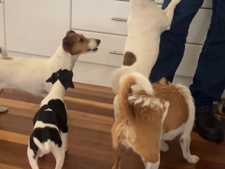 Kendalee Whippets & Wiggys