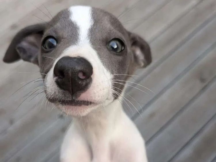 Kendalee Whippets & Wiggys