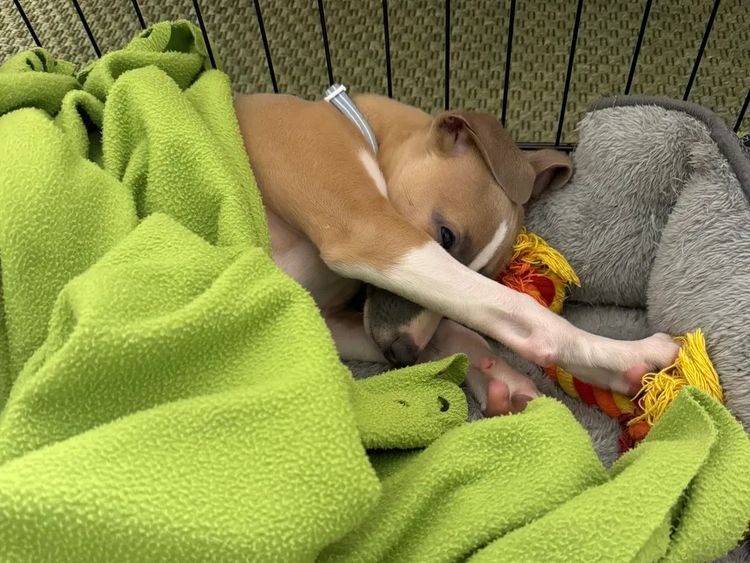 Kendalee Whippets & Wiggys