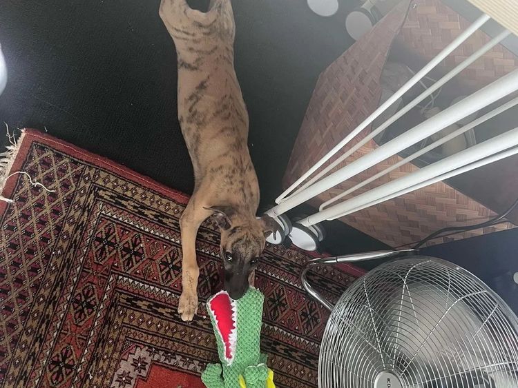 Kendalee Whippets & Wiggys