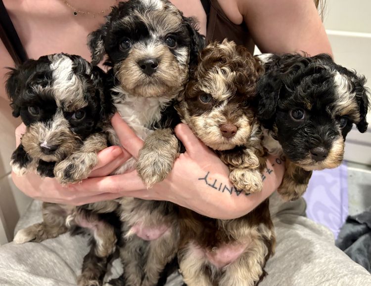 Lovealot Cavoodles