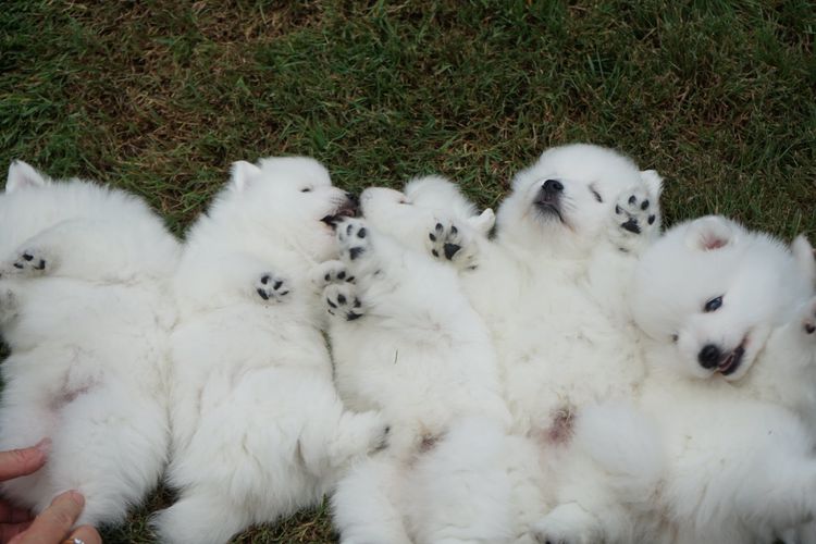 Spitzview Japanese Spitz