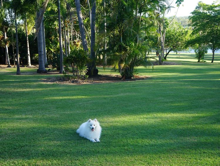 Spitzview Japanese Spitz