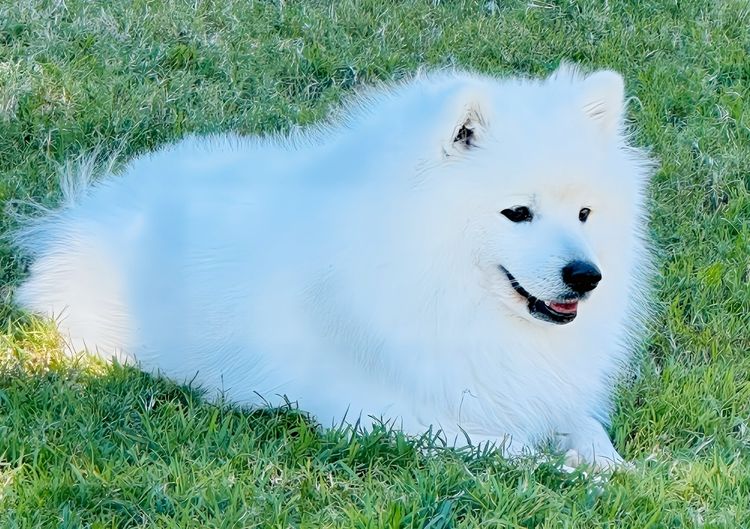Spitzview Japanese Spitz