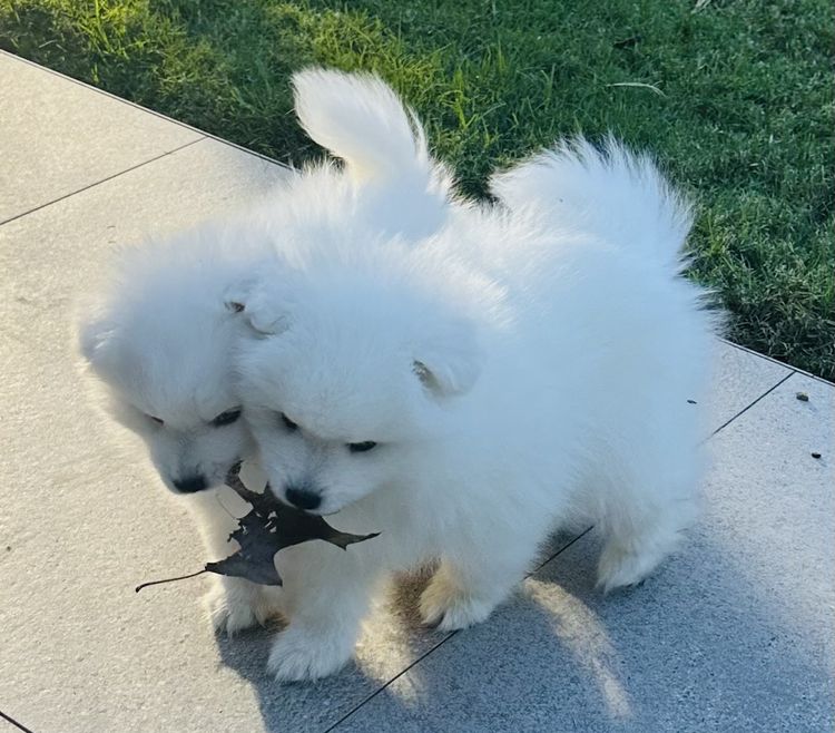 Spitzview Japanese Spitz