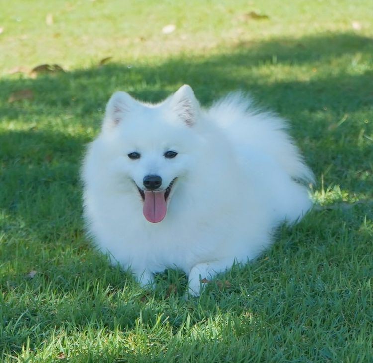 Spitzview Japanese Spitz