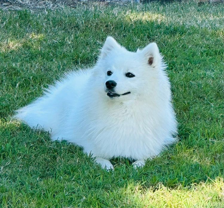 Spitzview Japanese Spitz