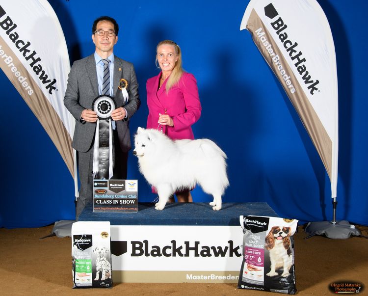 Spitzview Japanese Spitz