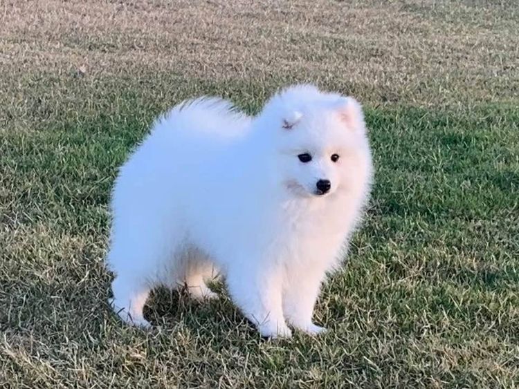 Spitzview Japanese Spitz