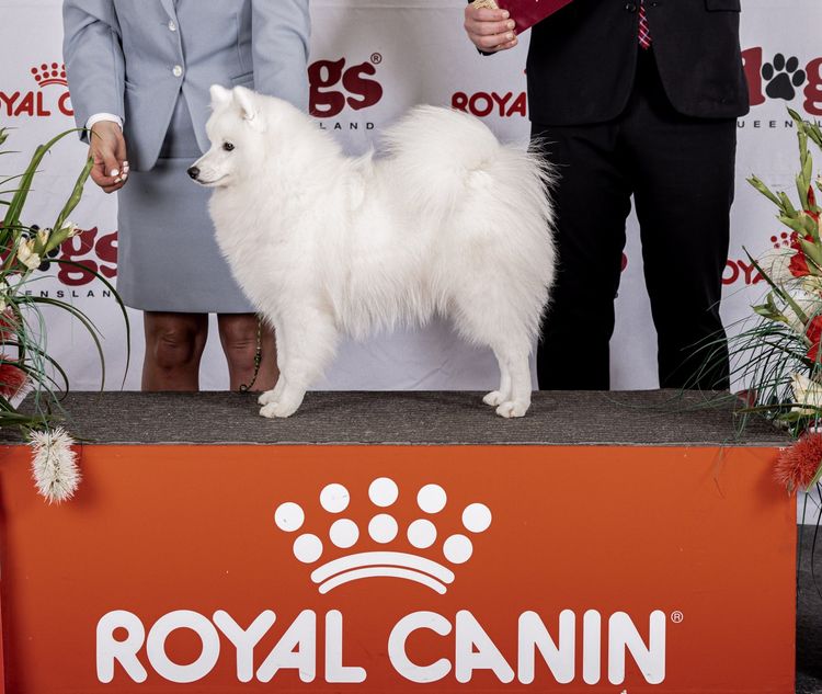 Spitzview Japanese Spitz