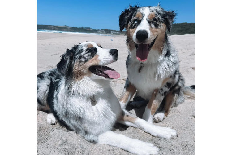 Country Canine Co. - Australian Shepherd